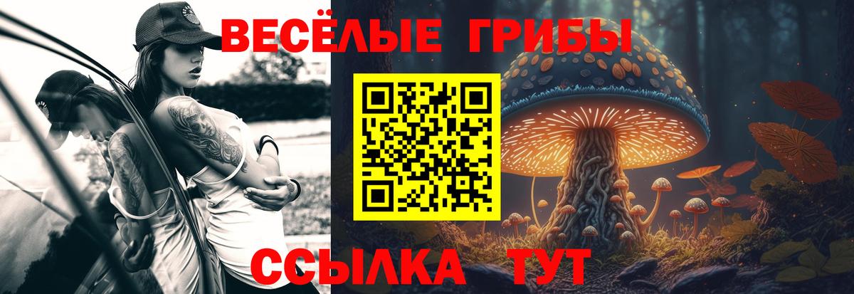 закладки  Псилоцибиновые грибы Psilocybine cubensis  Вход с VPN  Ачхой-Мартан 